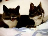 Cats Yelling At Each Other