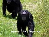 Save the Chimps - Baby Chimp, Mel, Finds A Family