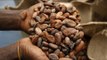 Cocoa plant disease ravages Ivory Coast plantations, threatens world supply