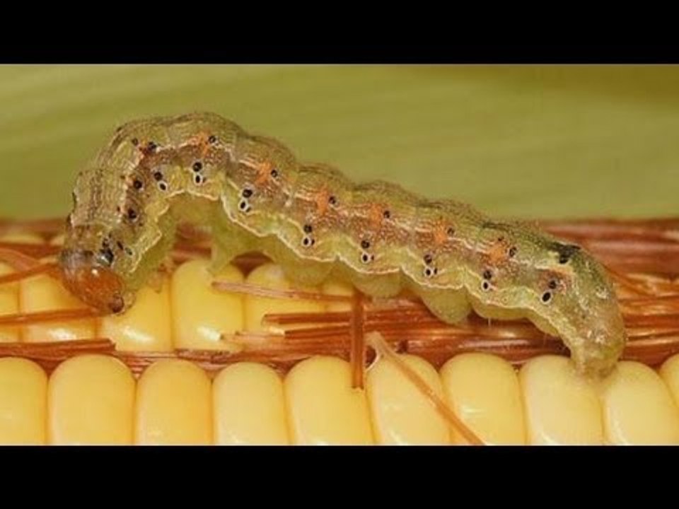 World food security threatened by global warming as crop pests spread poleward