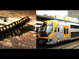 Millions of Portuguese millipedes suspected to cause Perth train crash in Australia