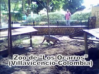 Armadillo Gigante (ocarro, pejichi, cabazú)