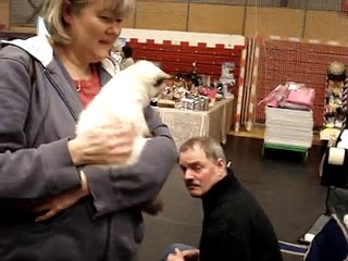 Священная бирма/sacred birman/hellig birma