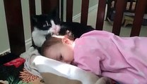 Cat licks the baby head