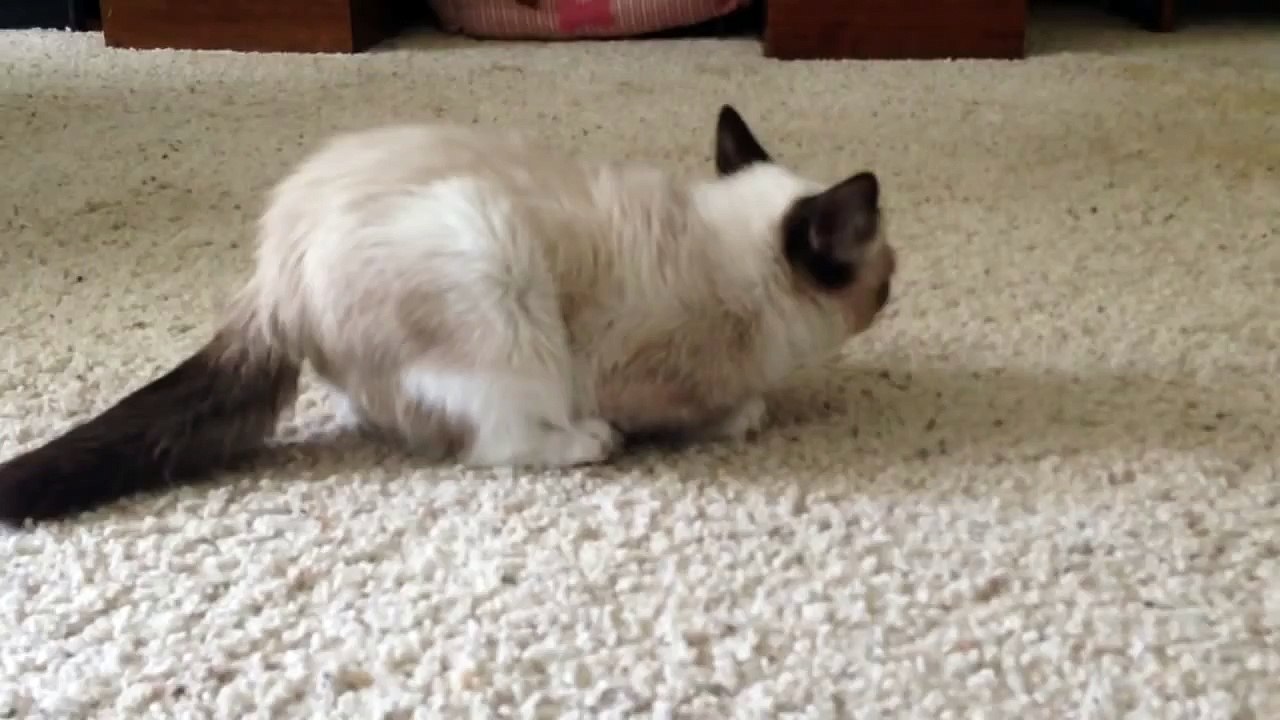 More Grumpy Cat