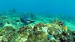 Diving with Manta Rays Julian Rocks Byron Bay NSW