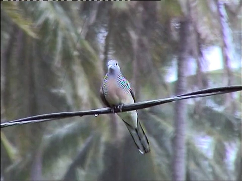 DOVE having a good Shower