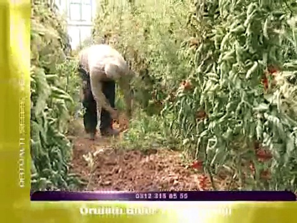 Örtü altı biber yetiştiriciliği-SD