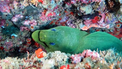 Corais e navio naufragado no mar de Guarapari, ES