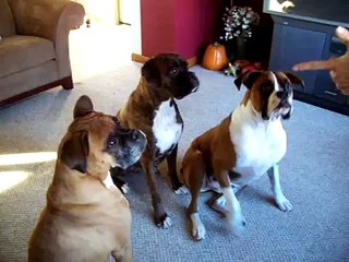 Bang! Three boxers playing dead