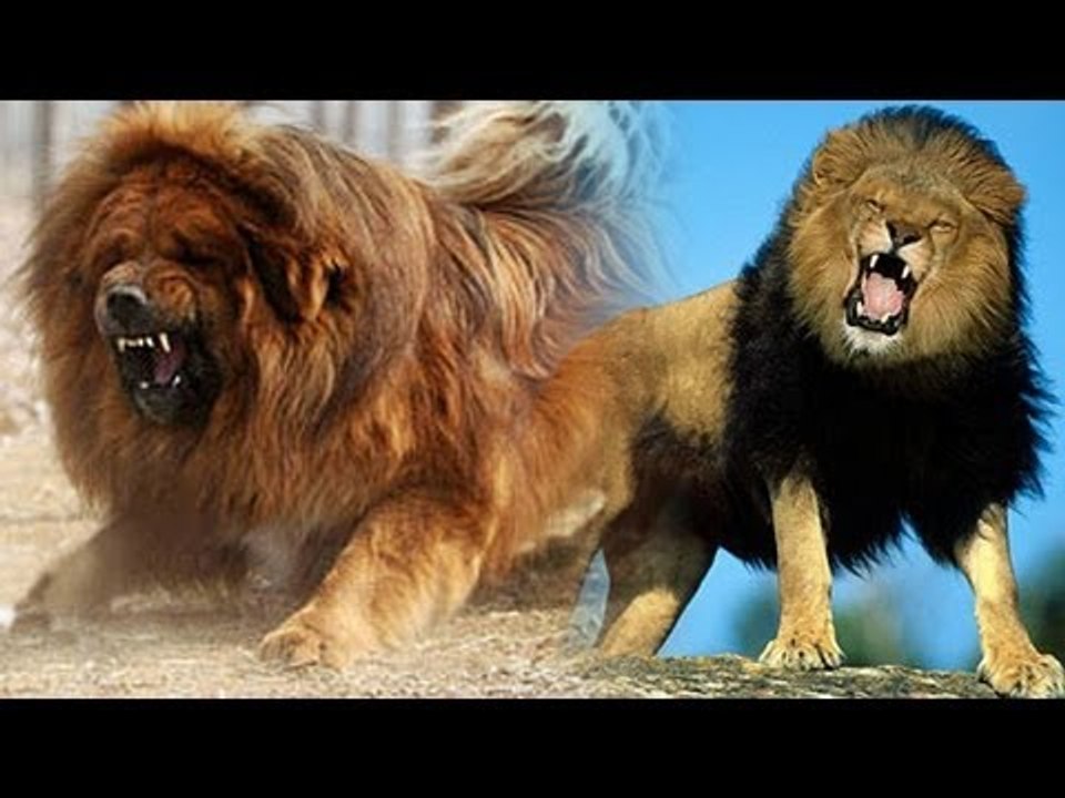 Fake Lion in China Zoos. Fake animals in China Zoos.