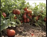 Sebze Yetiştiriciliğinde Organik Tarım[tarimsalbilgi.org]-SD