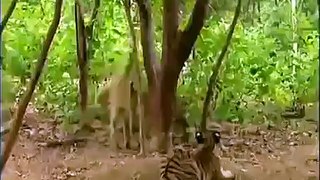 How to troll the Tiger