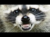 Raccoon hunter sneezes, shoots himself