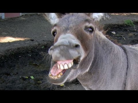 Louisiana man arrested for having sex with livestock