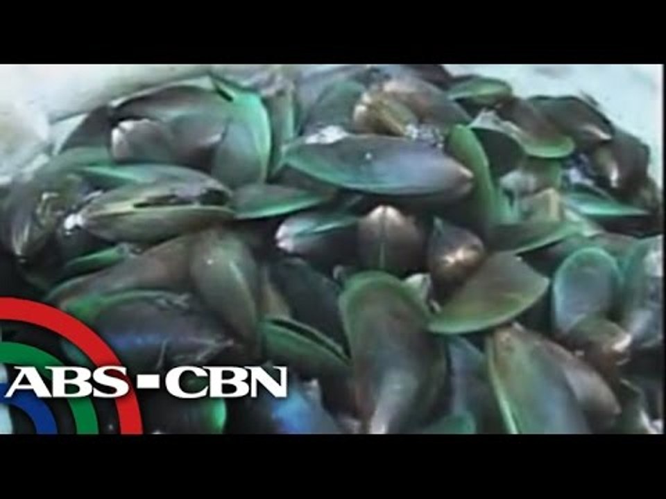 Shellfish ban, umiiral pa rin