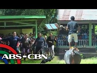 Karera ng mga kalabaw sa Palawan