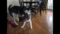 Mishka takes Laika the Puppy down in Slow Motion!