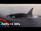 Killer whales play with paddle boarder