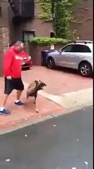 Dog video - Smart dog protect owners 2014