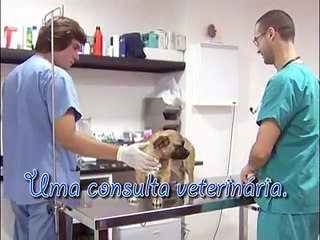 Ecovet - Consultório Veterinário