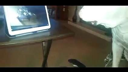 American bulldog is an angry Grandpa Addict