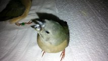 Gouldian Chicks - Hand Feeding - Day 30