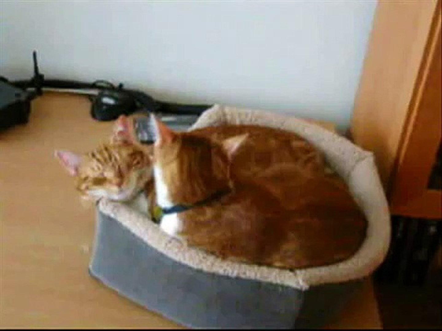 ⁣Orange Cats Grooming