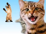 Singing cat joy-joy-joy
