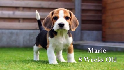 Sevimli Beagle Yavrusu