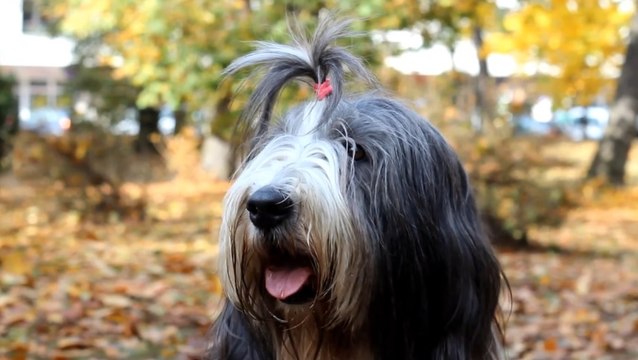 Sakallı Collie (Bearded Collie)
