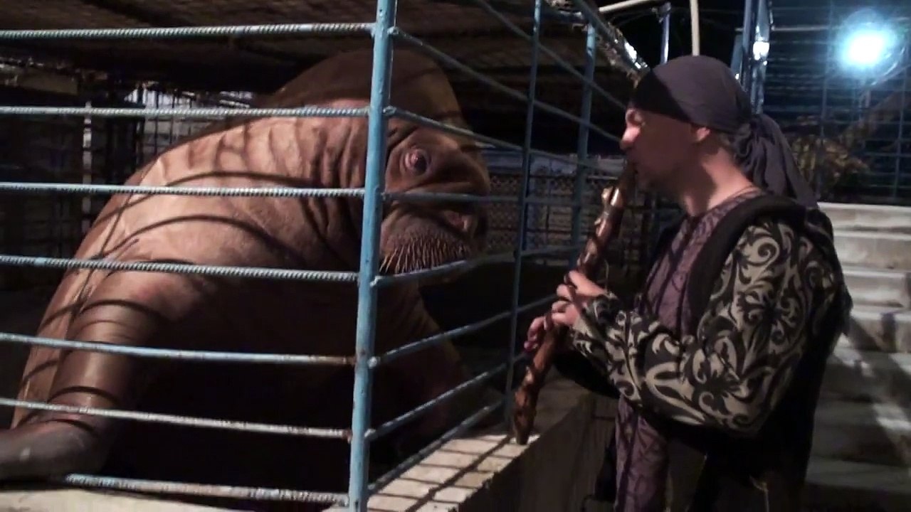 Walrus Samson reaction to the flute / Морж Самсон реакция на флейту