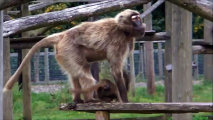 Baby Gelada Baboon at Howletts Wild Animal Park