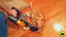 FUNNY VIDEOS_ Funny Cats - Funny Cat Videos - Funny Animals - Fail Compilation - Cats Love Vacuums