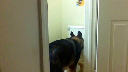 Baron, le chien qui fait pipi debout dans vos toilettes