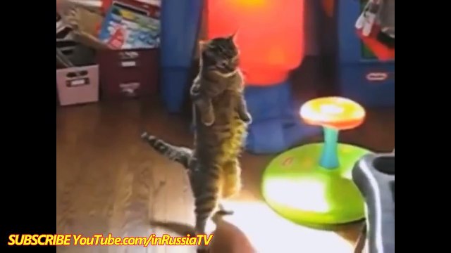 FUNNY VIDEOS_ Funny Cats - Smart Funny Cats & Kittens - Funny Videos Compilation - Funny Kitty