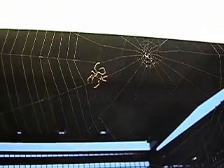 Ragno tesse la tela