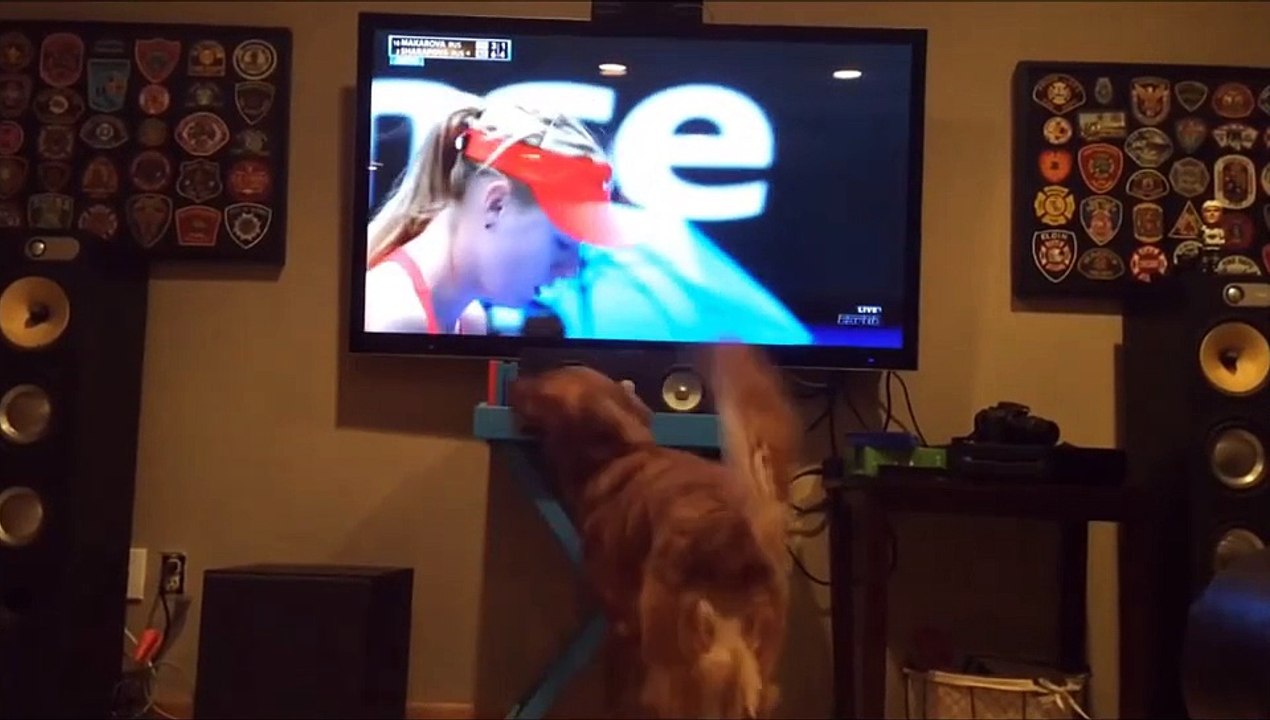 Tennis Dog