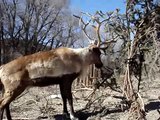 Reindeer attacks Christmas tree