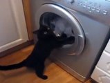 Cat vs Washing Machine - Funny Videos