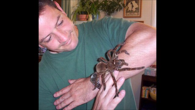 So scary Giant Animals - Compilation