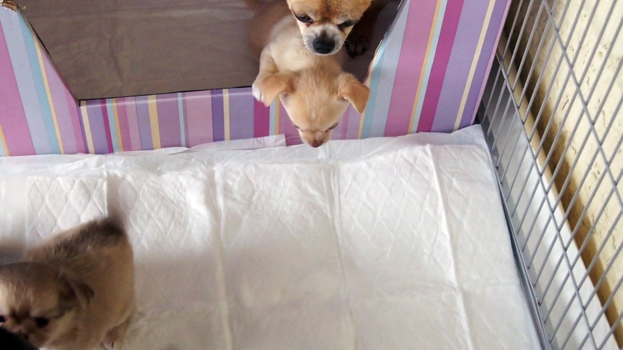 Les bébés 6 semaines