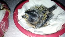 Gouldian Chicks - Hand Feeding - Day 20