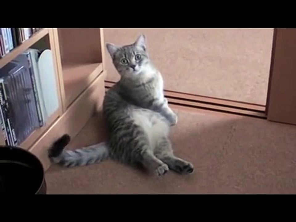 Cute Cat Begging - Funny Videos