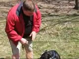 Dog Training - The Secret To Loose Leash Walking