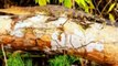 Crocodiles Can Climb Trees: Researchers In Climbing Study Observed