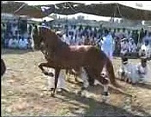 saraki mela  pr horse sance -[Masha Allah mobile Taunsa 03336466861