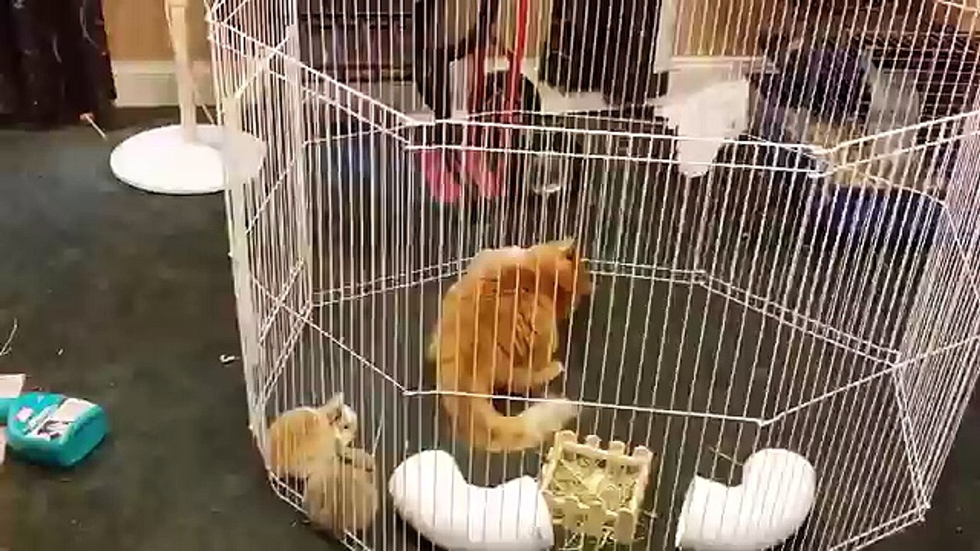 ⁣Rabbits Mistaken For Kittens by Caring Cat