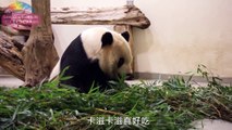 圓仔代言「請勿餵食」 Yuan Zai: Do Not Feed Animals!