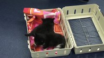 Kitten & Cat Care : How to Raise Just-Born Kittens